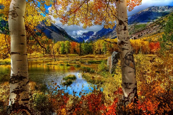 Naturaleza del otoño. abedules en el estanque