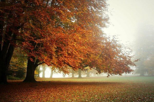 Ein nebliger Morgen in einem Herbstpark, der mit hellen, gefallenen Blättern übersät ist