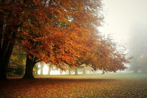 Туманное утро в осеннем парке, усыпанном яркими опавшими листьями
