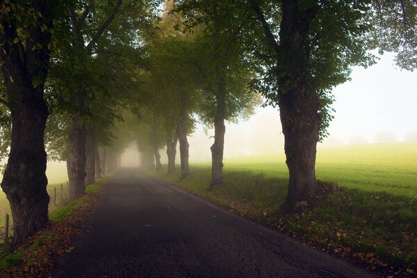 Herbstbäume entlang einer nebligen Straße