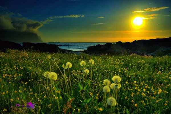 A meadow with dandelions by the lake at sunset