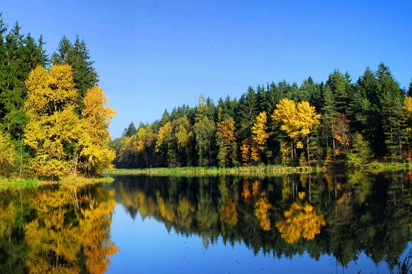 Naturaleza del otoño en el bosque junto al lago