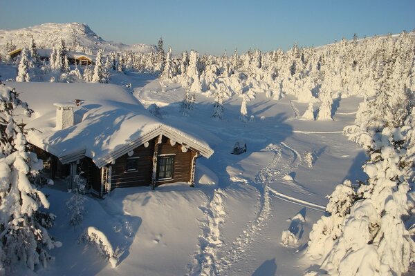 Maison dans la forêt d hiver