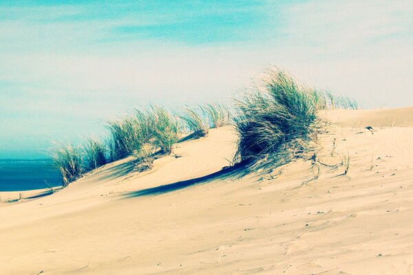 Sea sandy beach with grass