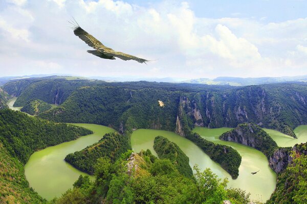 Águila. flotando en el cielo sobre las curvas del lecho del río que fluye entre las montañas cubiertas de bosques