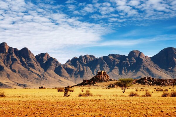 Beau paysage de savane avec des arbustes