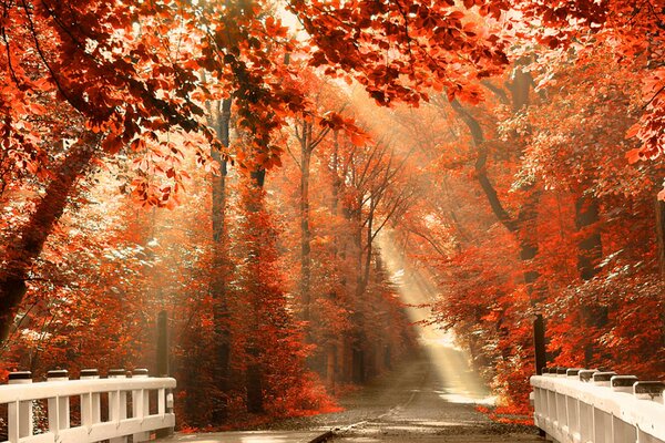 Puente blanco en el bosque rojo de otoño con los rayos del sol