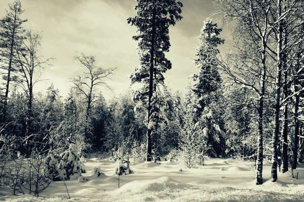 Black and white winter landscape