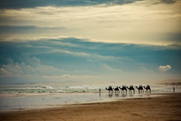 Landscape sea waves camels