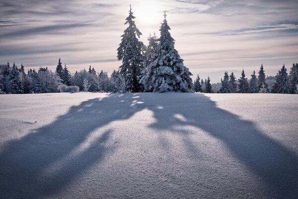 Fichten in den Bergen mit Schnee bedeckt