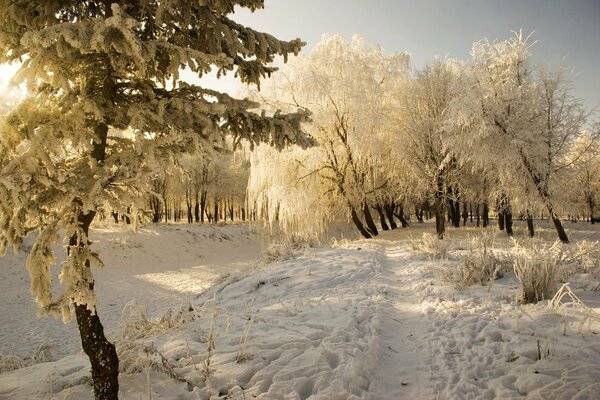Zimowy las z drzewami w iniu. Ścieżka prowadząca do drzew