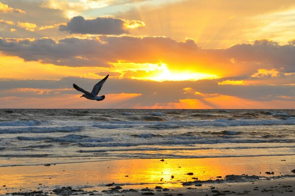 Pájaro volando en el fondo de la puesta de sol del mar