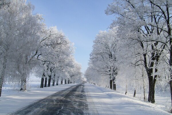 Winter road, on the side of which trees covered with rain grow