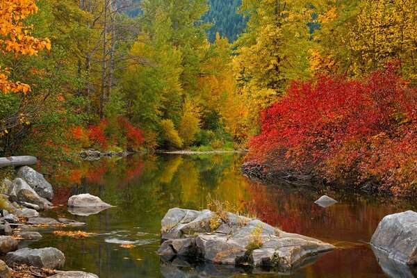 Fluss und helle Bäume im Herbstwald