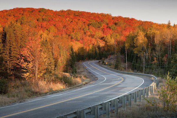 The road in the autumn forest