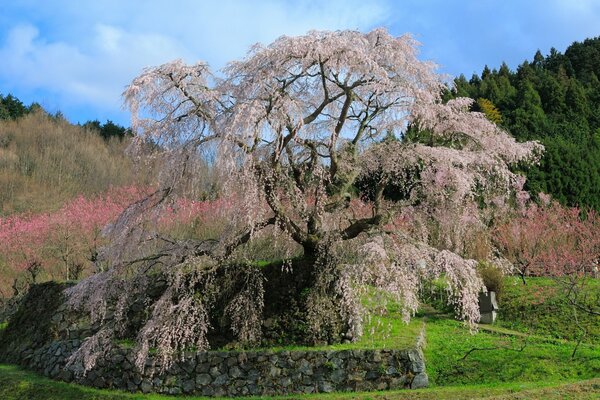 Hermosa flor de cerezo en primavera