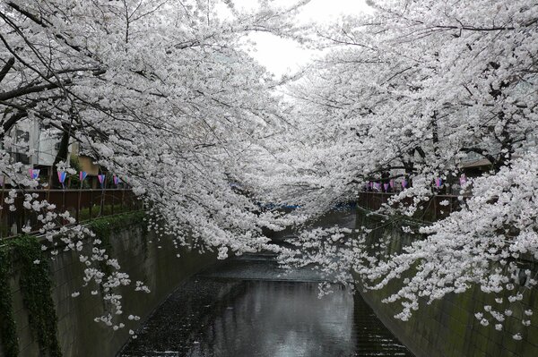 Japoński park z kwiatami wiśni