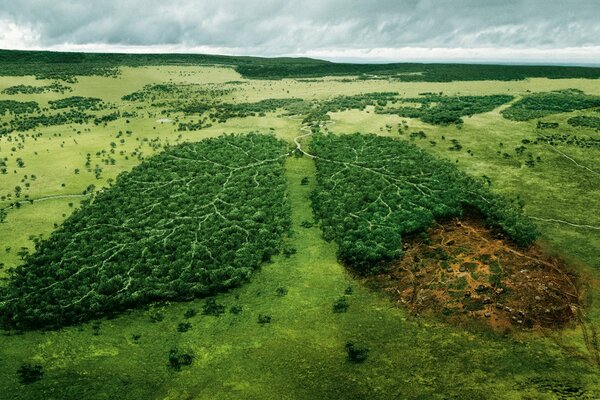 Green field and green forest