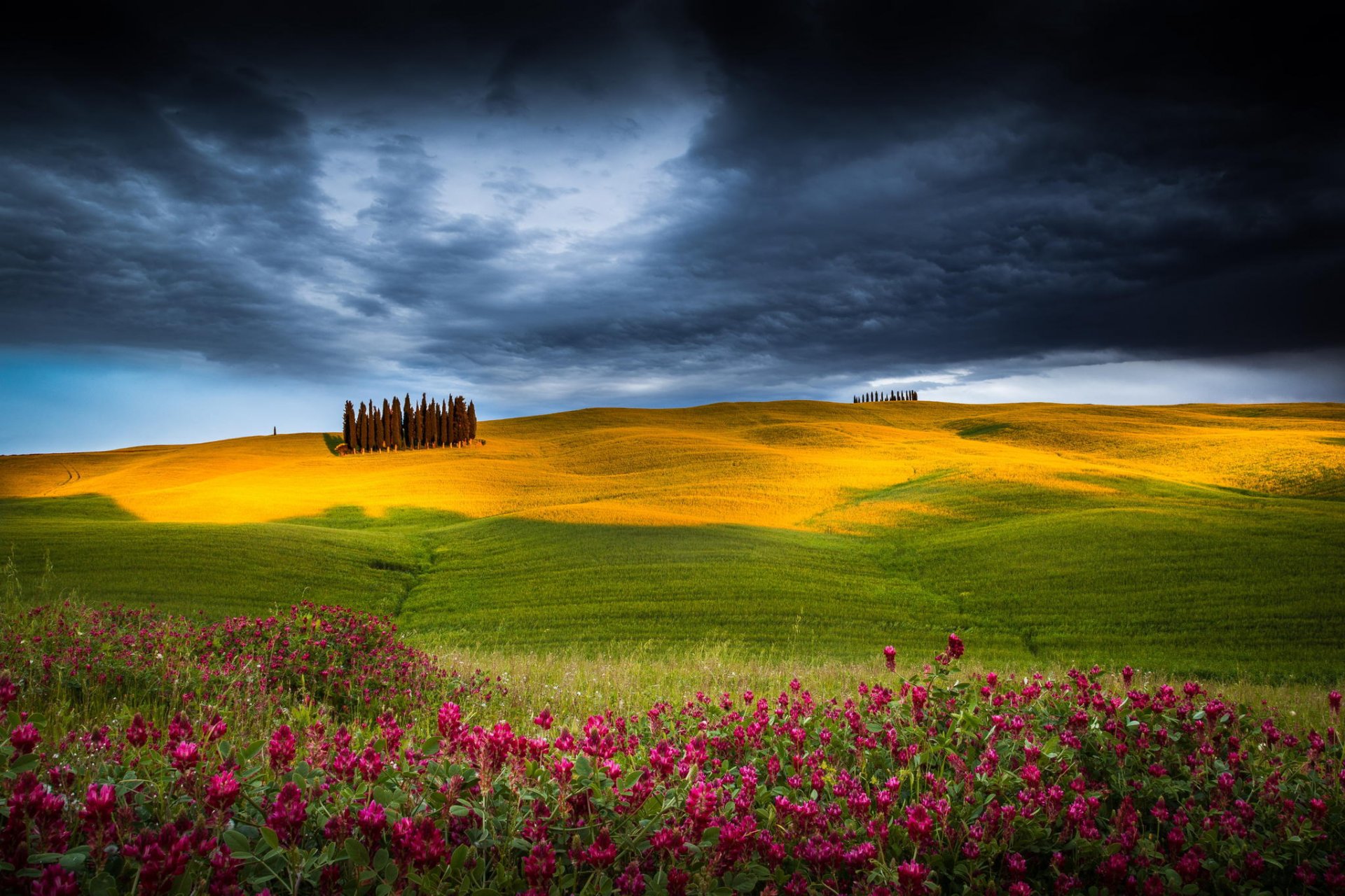 campo fiori alberi natura