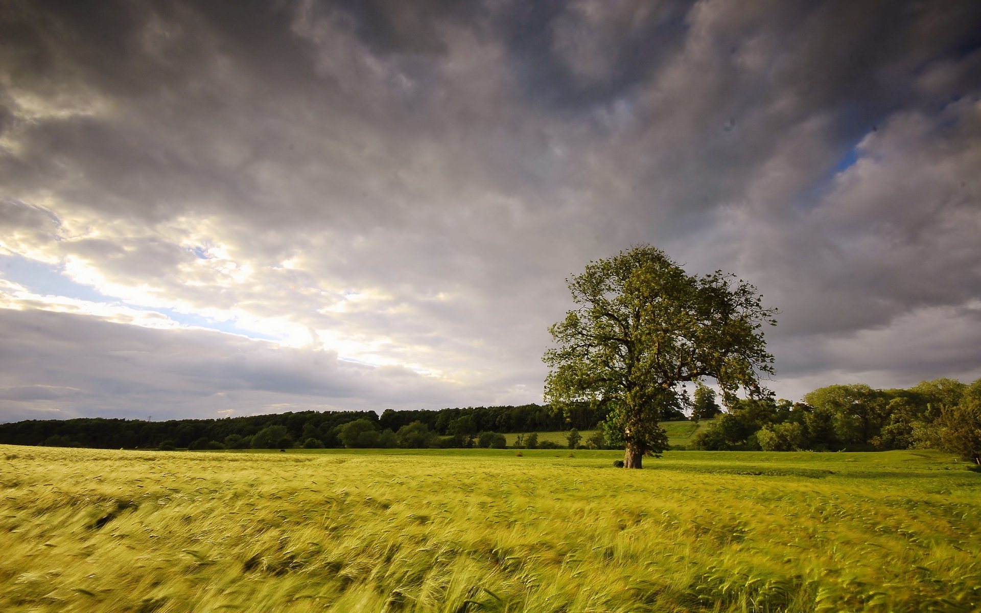 champ arbre été paysage