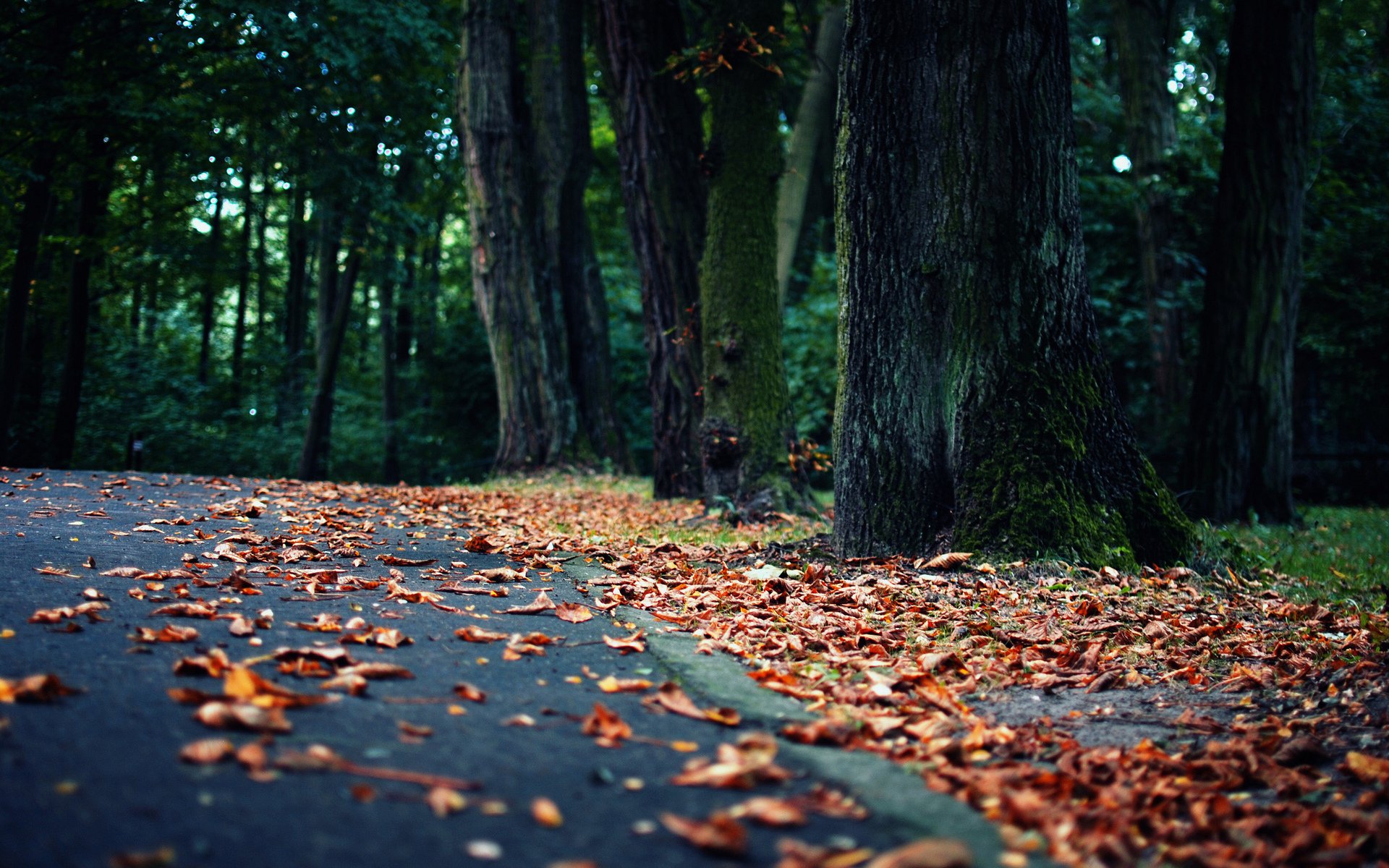 foglie strada foresta paesaggio natura