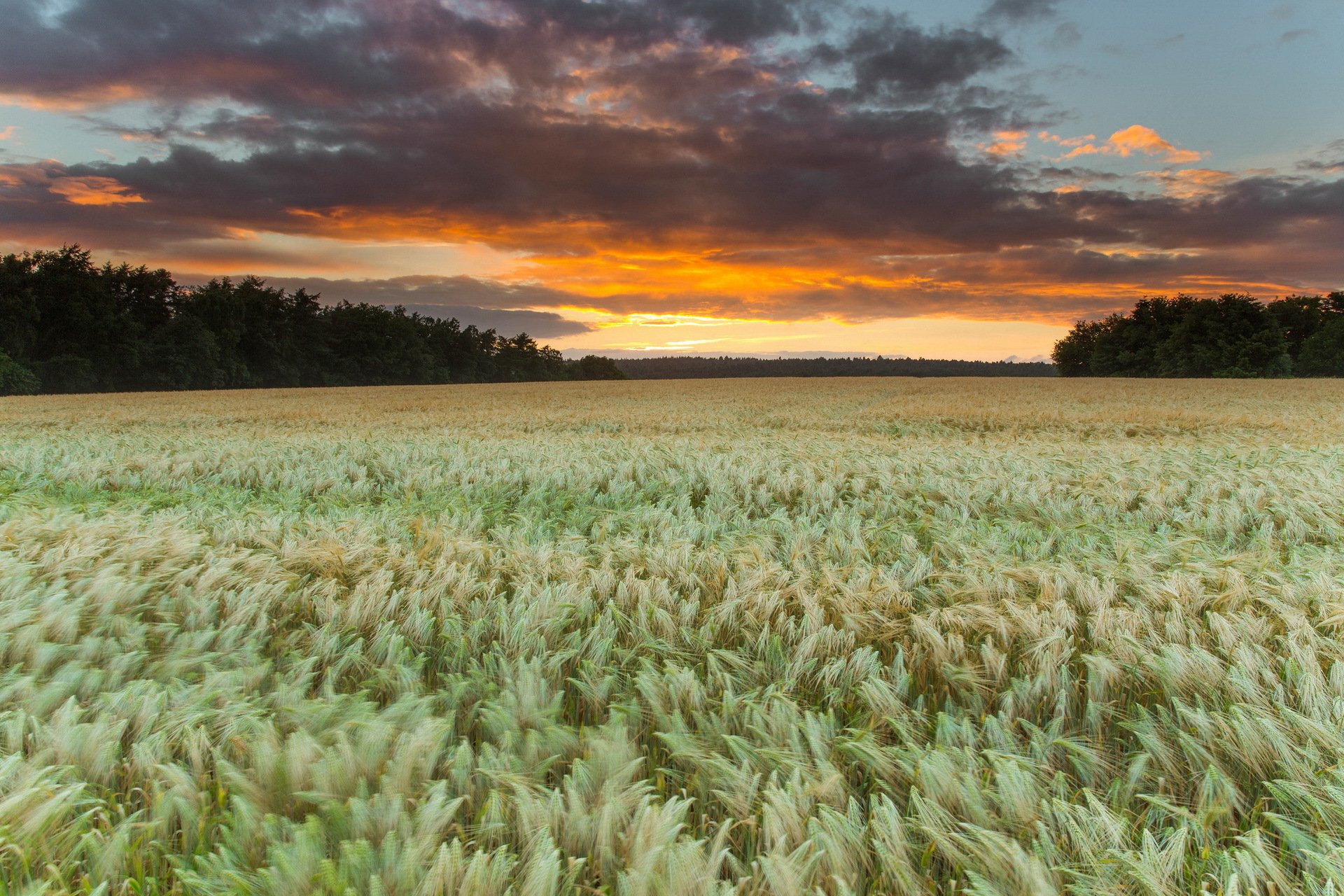 tramonto campo natura paesaggio