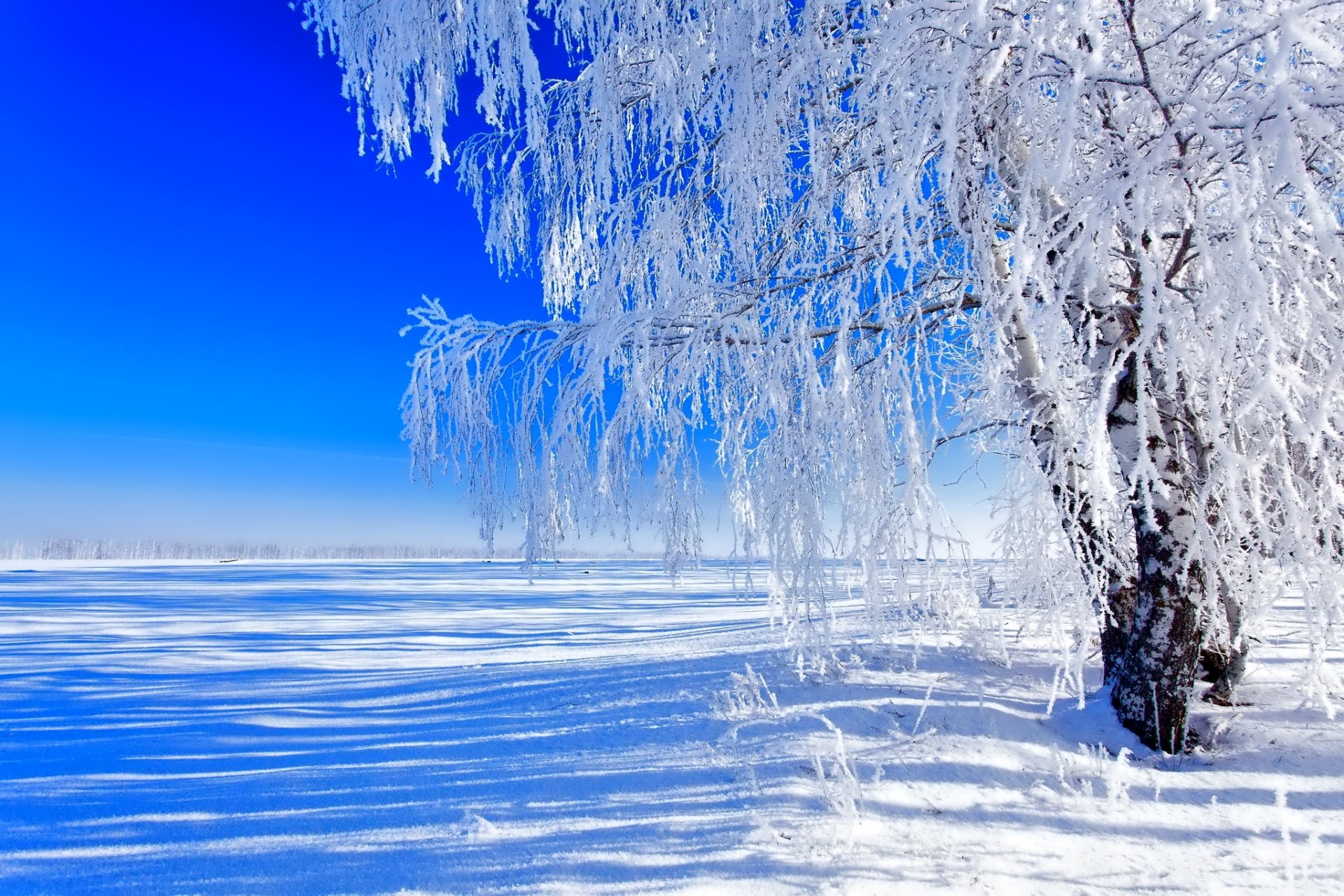 winter snow tree the field sky