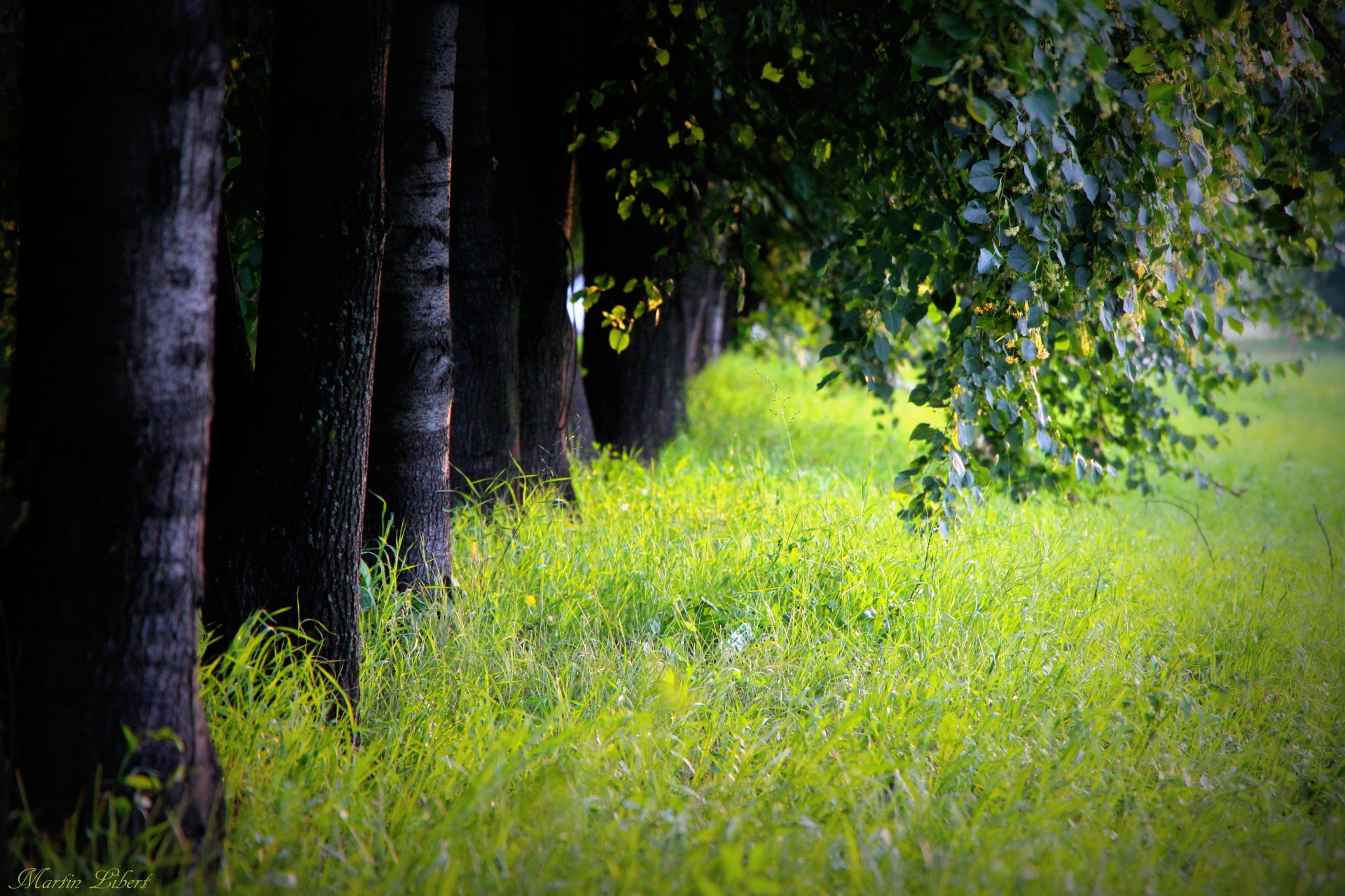 bäume allee gras stämme laub