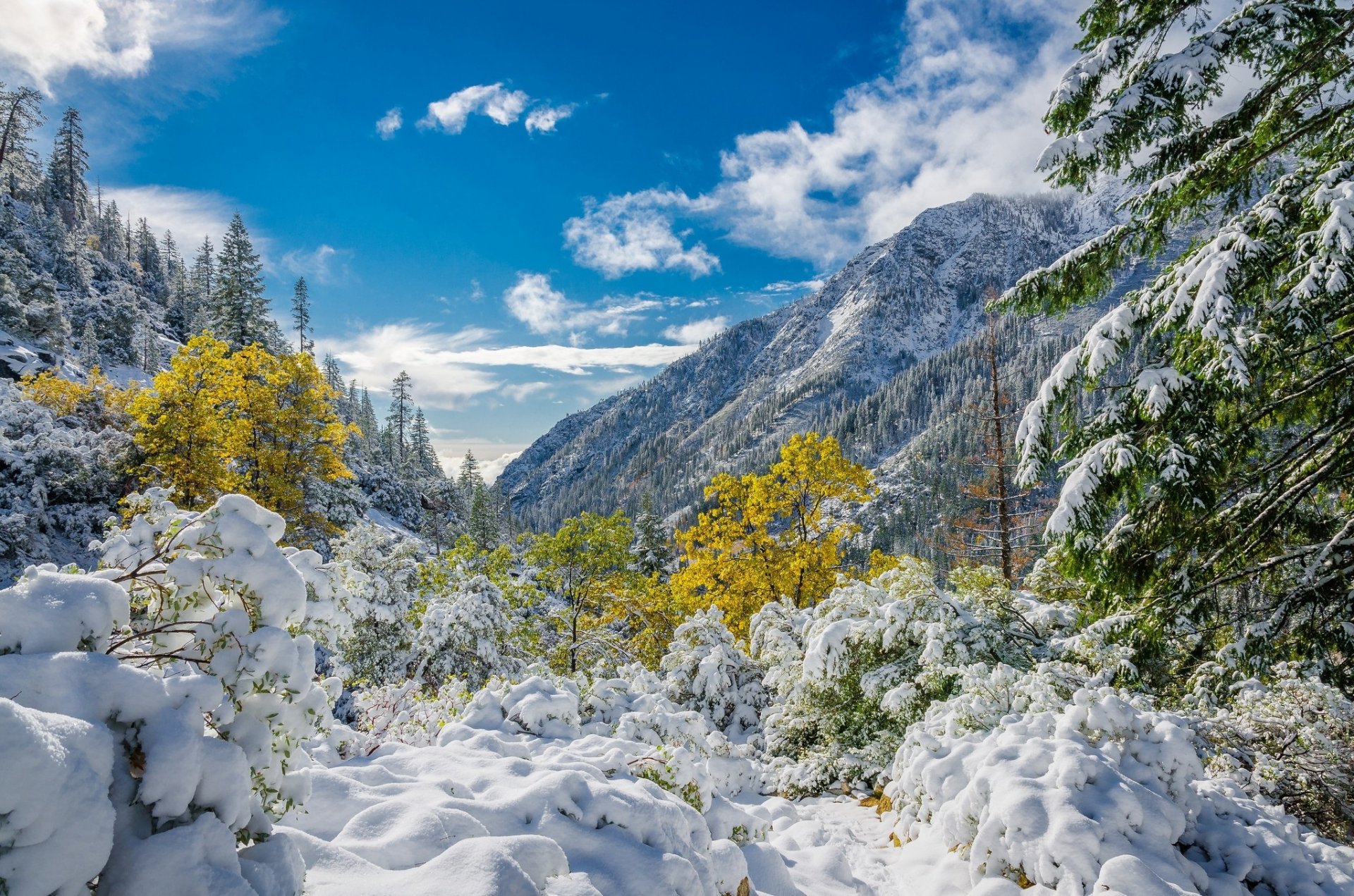 winter snow tree foliage mountain sky cloud