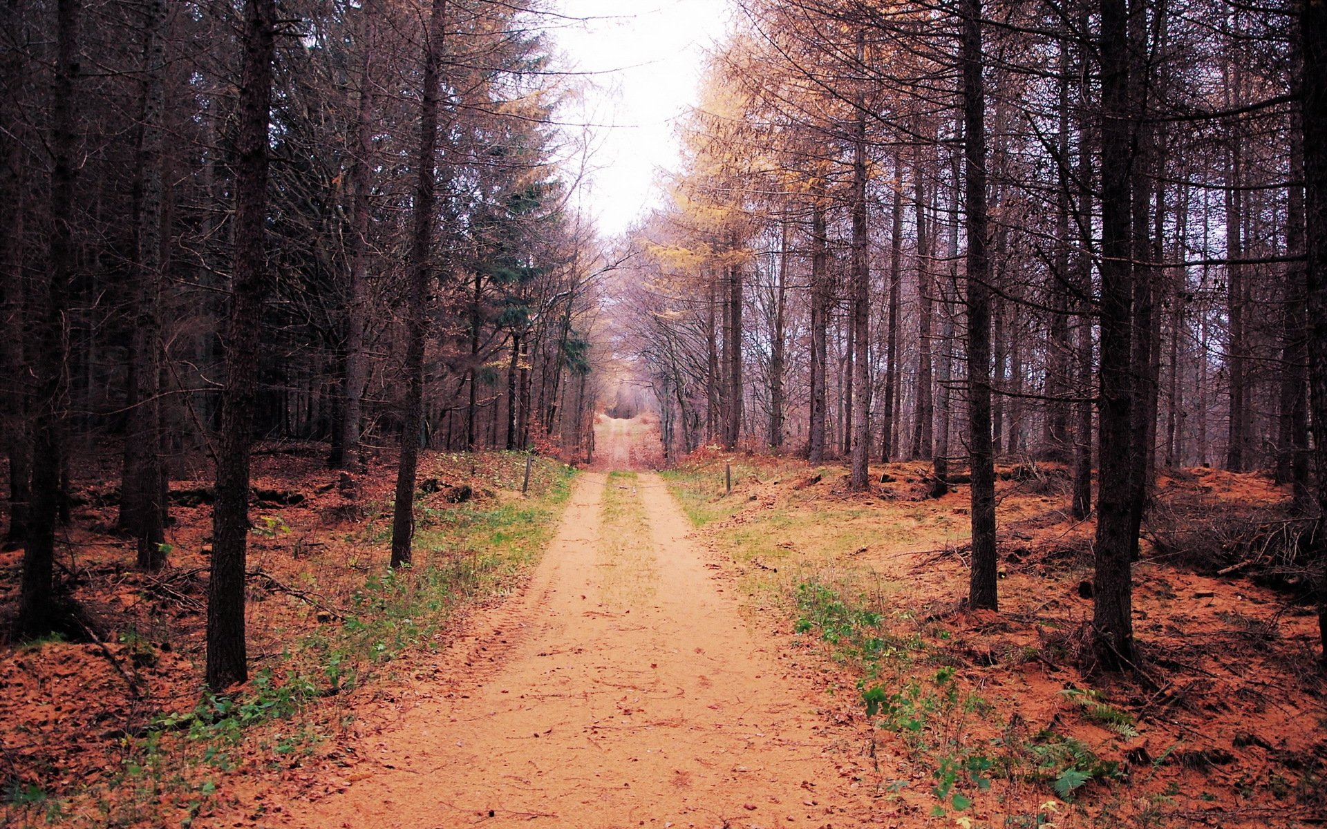 herbst wald straße