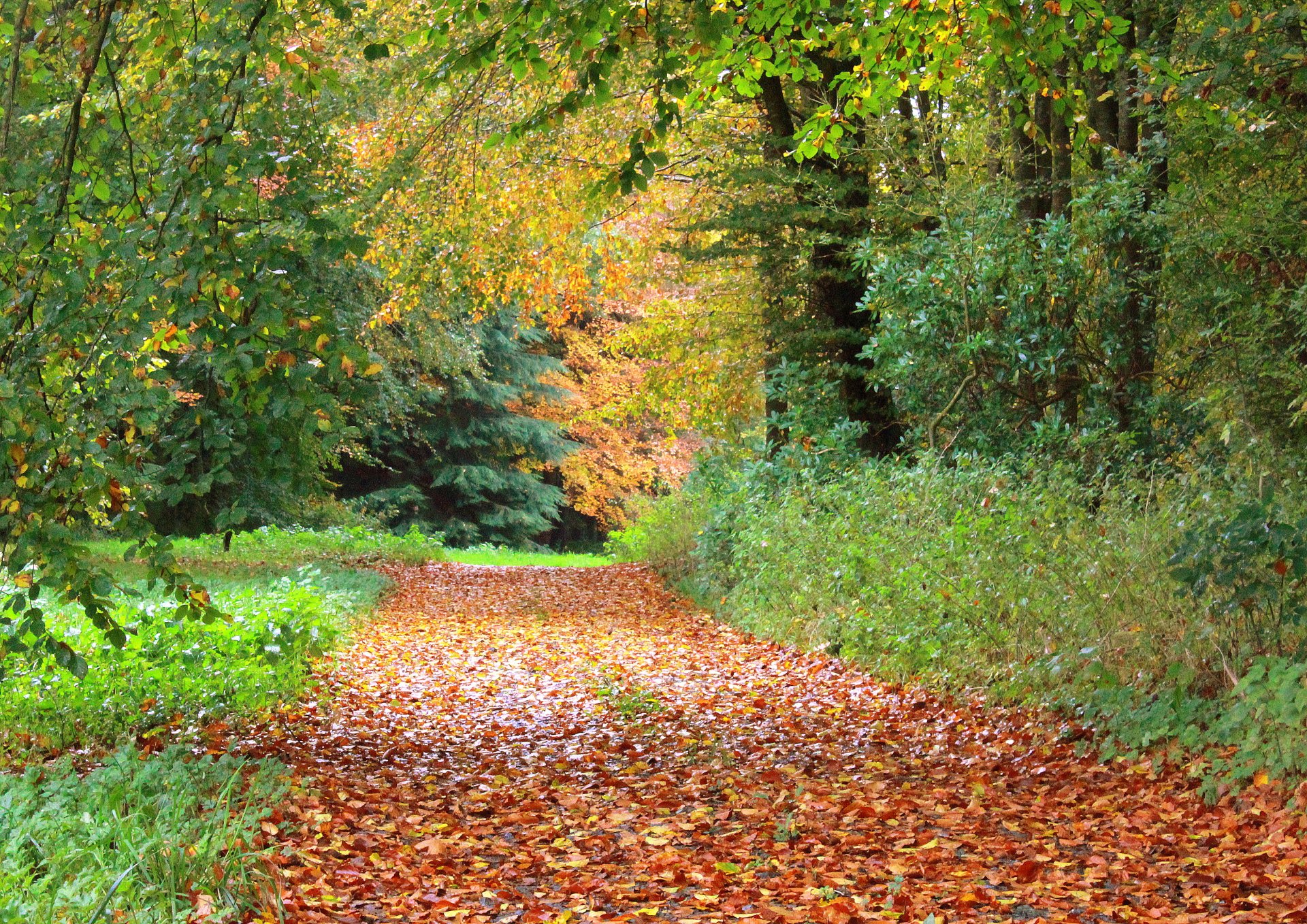 automne passerelle feuillage arbres