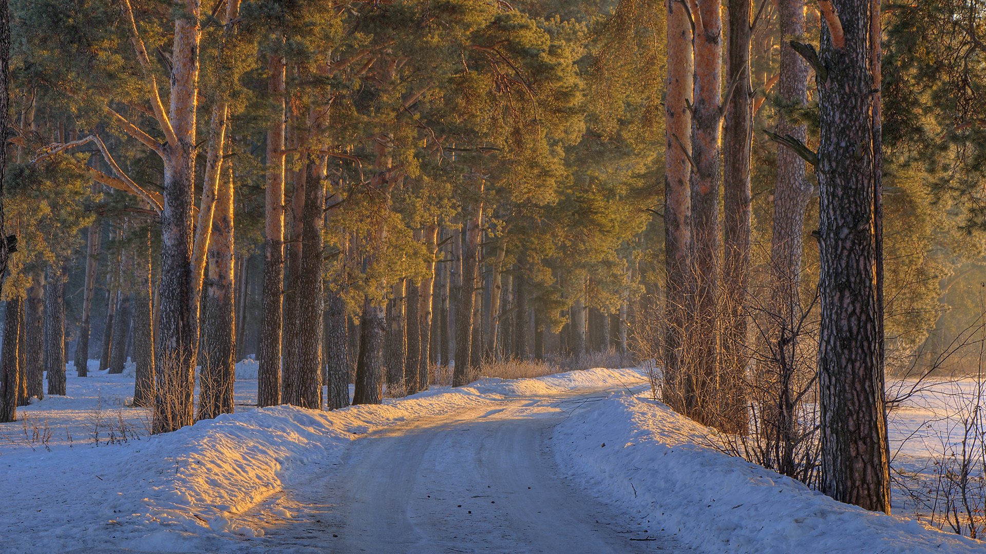 winter wald schneeverwehungen schnee straße bäume