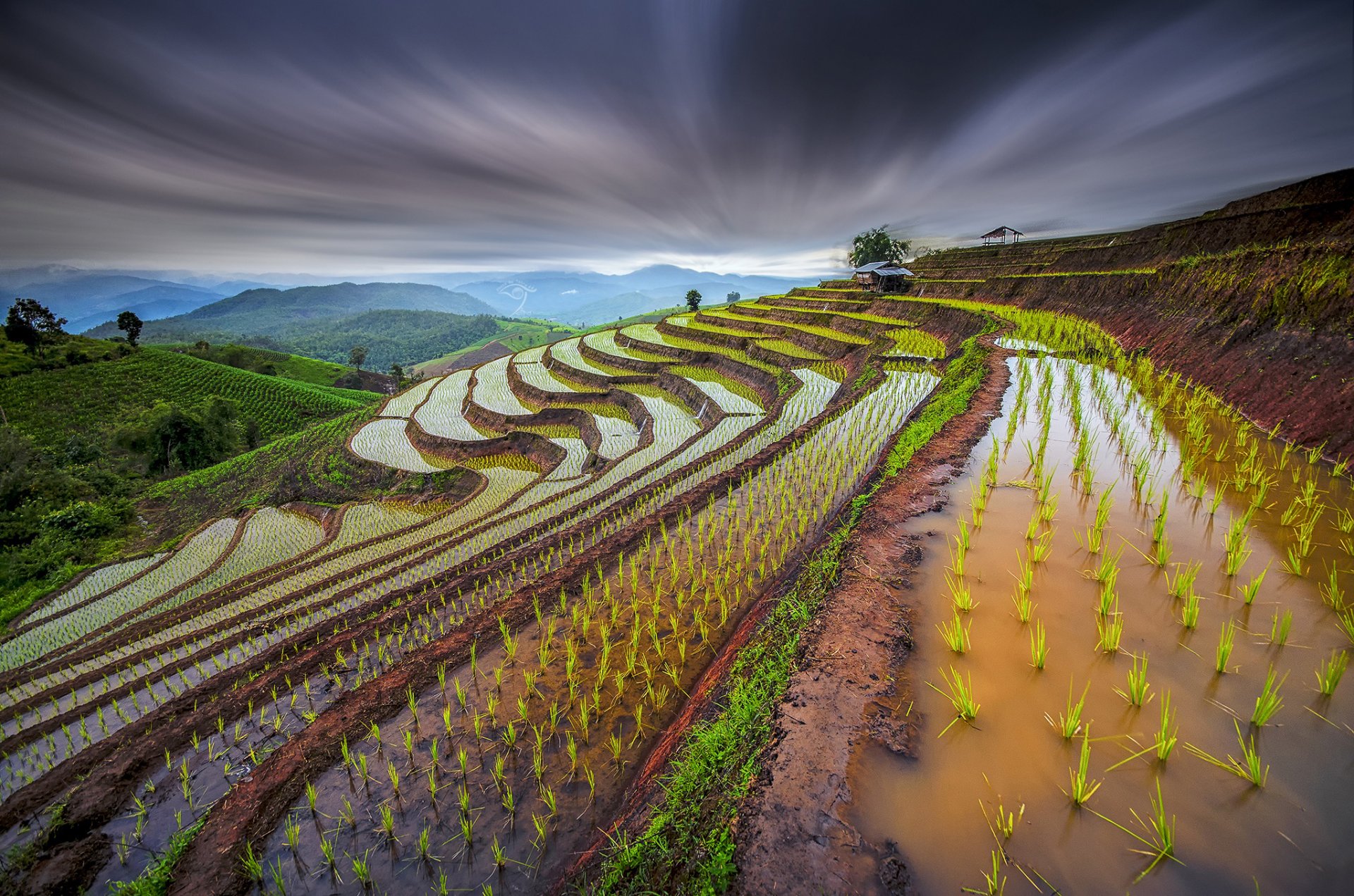 thailand rice fields shoots slopes water sky extract