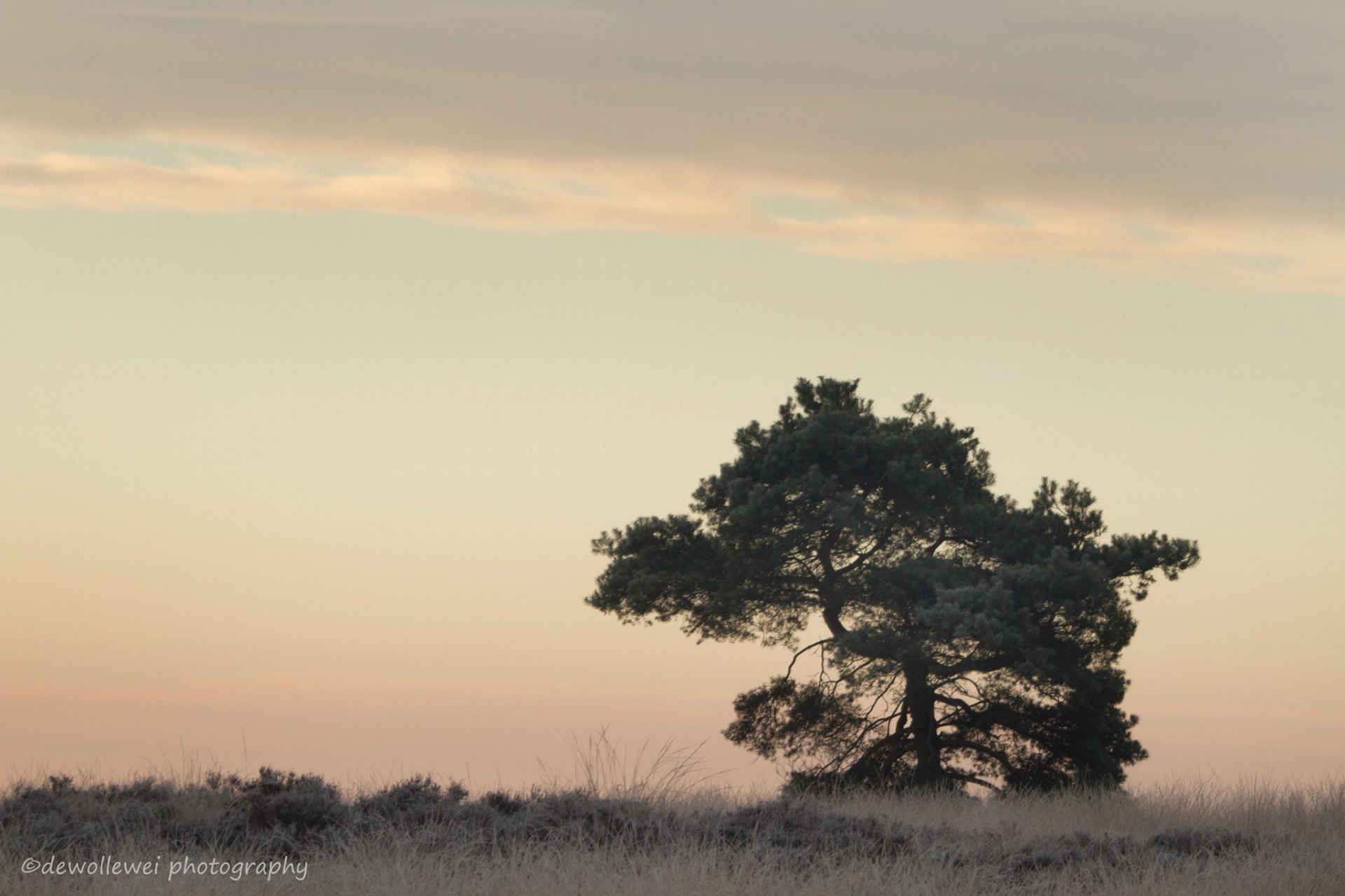 dewollewei grass tree dawn