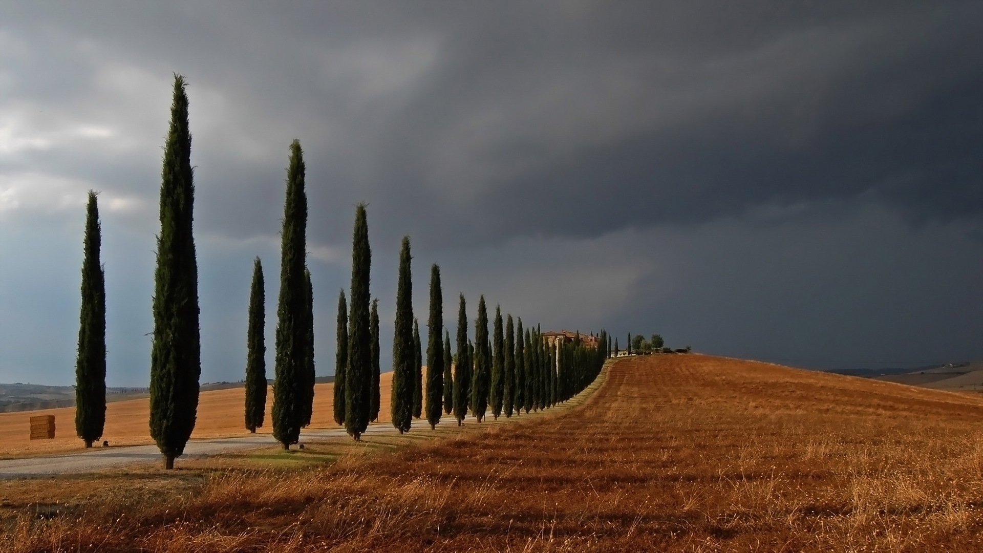 cipresso hill alberi campo paesaggio