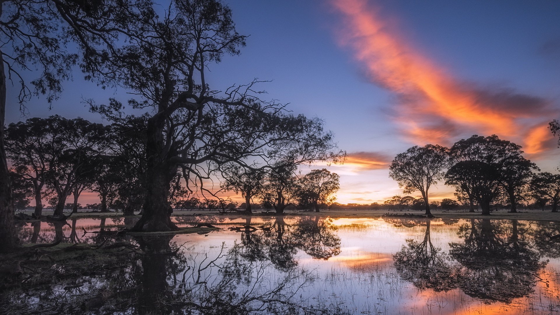 kunawarra australie voir la lumière eucalyptus