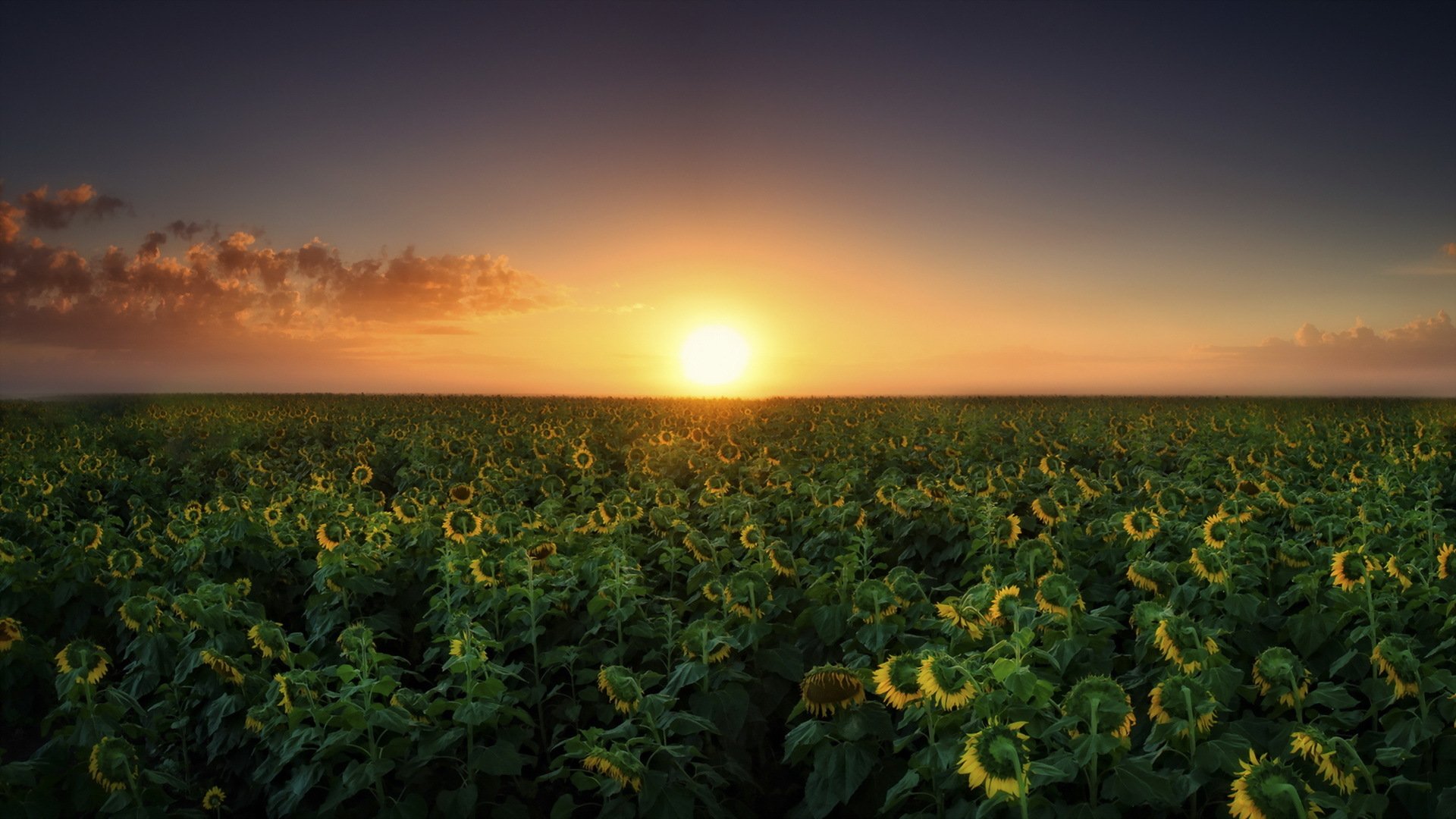 tramonto campo girasoli paesaggio