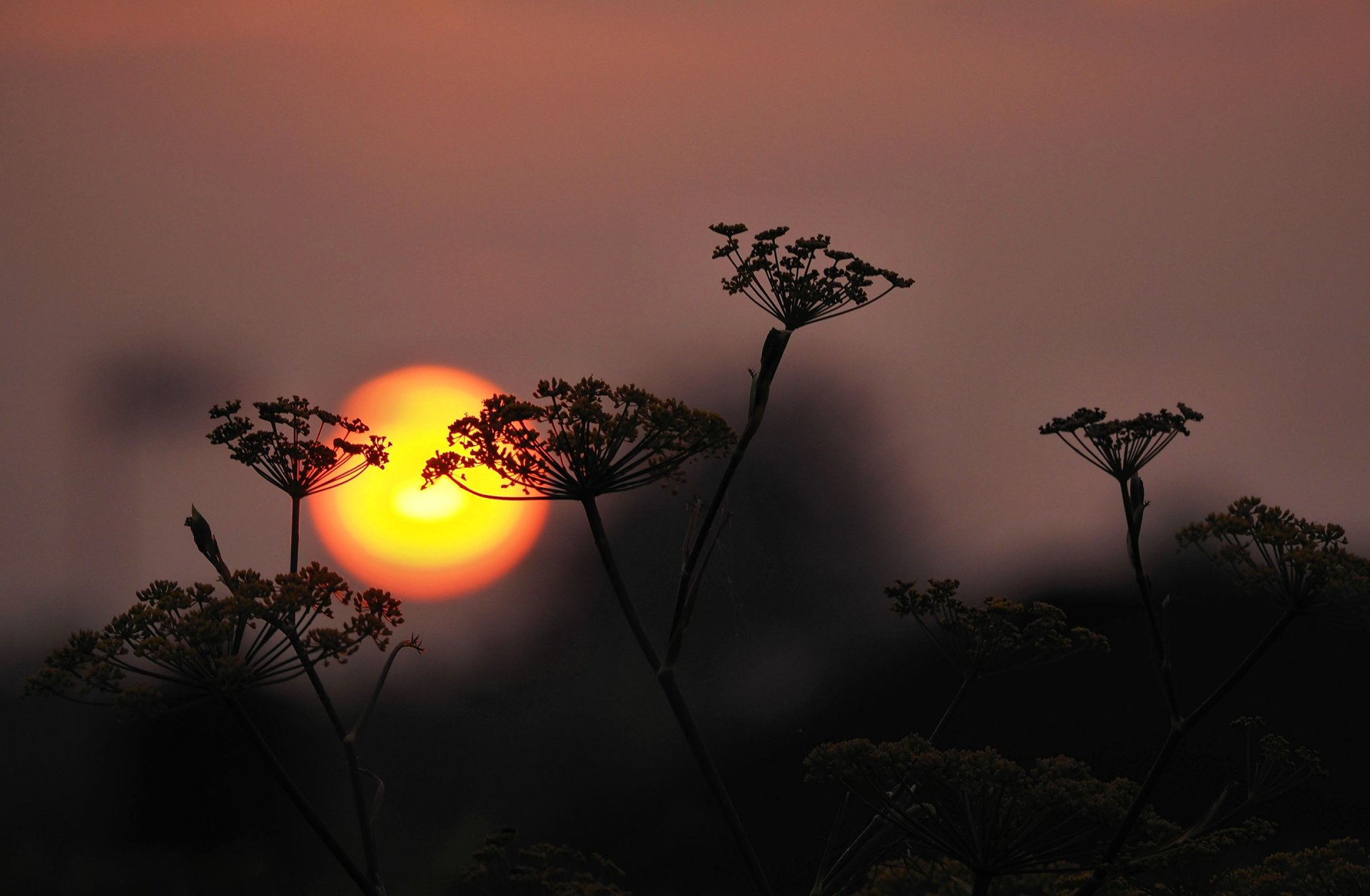 cielo sole tramonto pianta silhouette