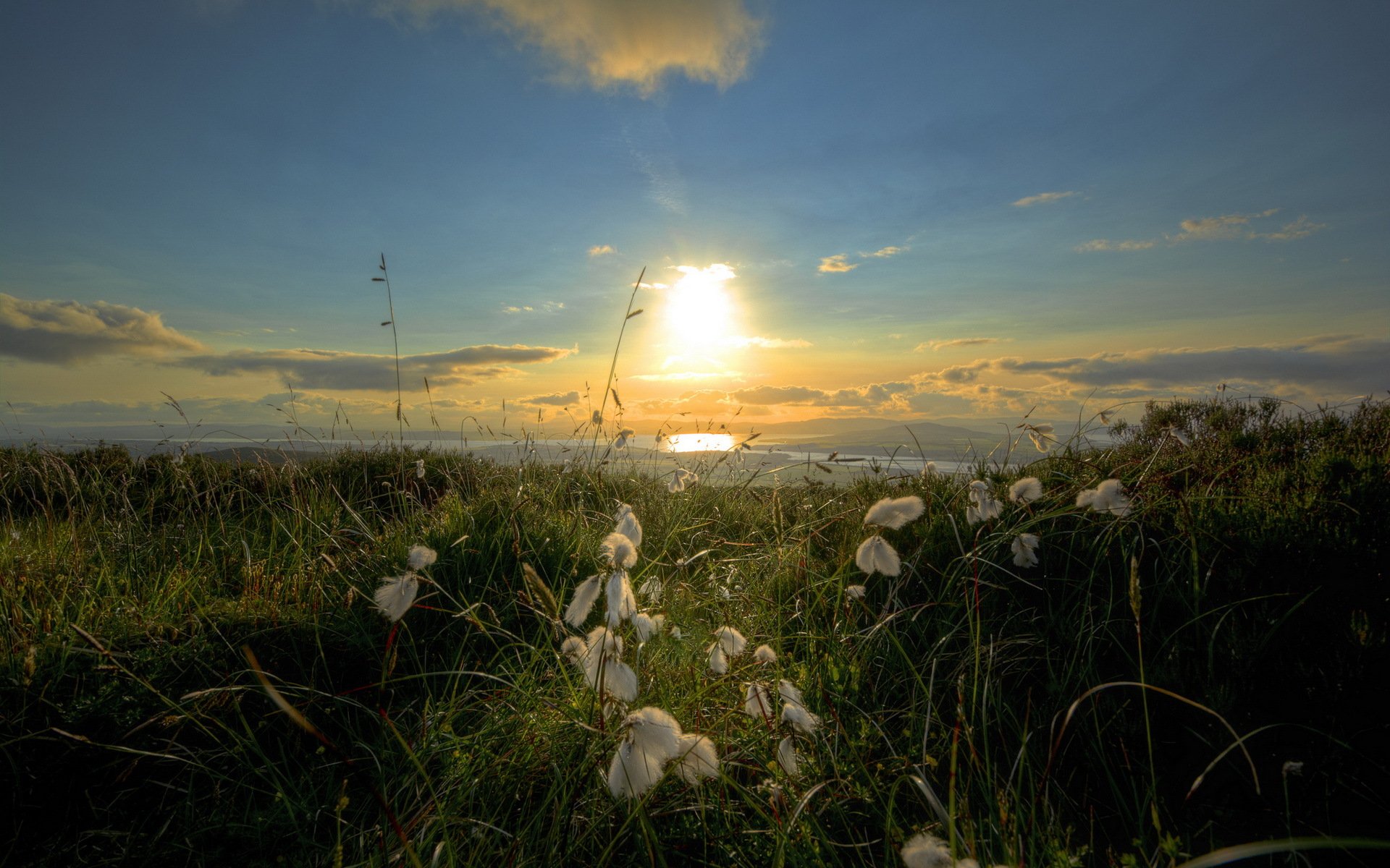 irish cotton sea morning landscape