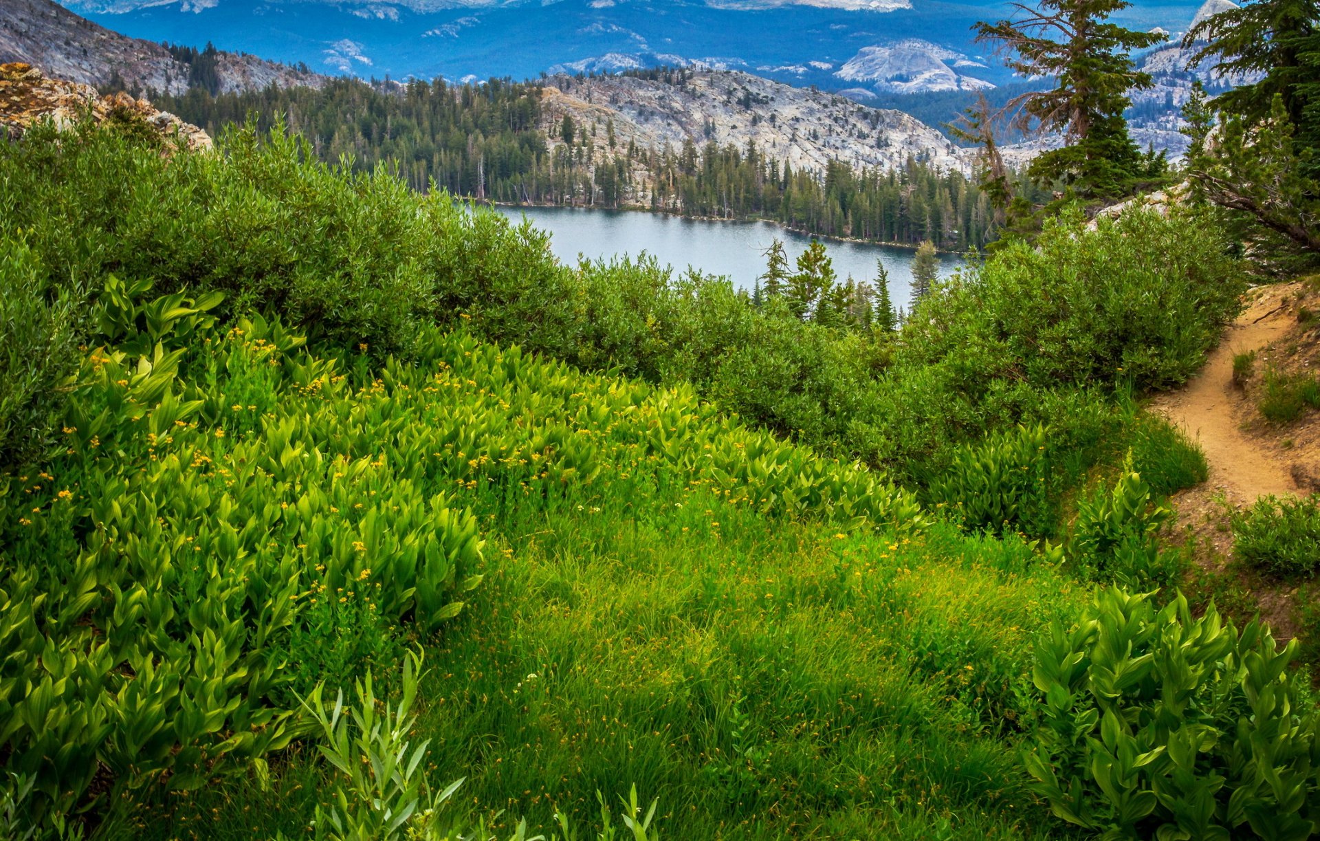 stati uniti parco nazionale di yosemite california montagne lago foresta alberi erba verde sentiero