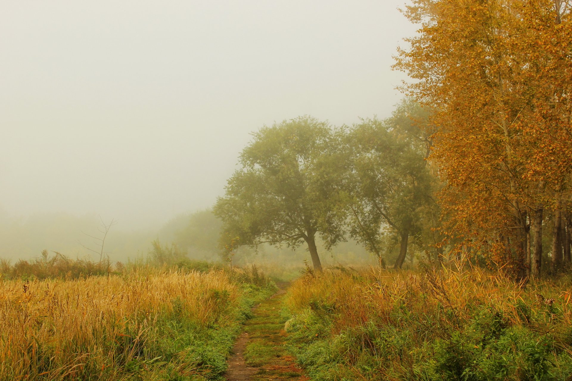 jesień mgła trawa natura ścieżka las drzewa zdjęcie