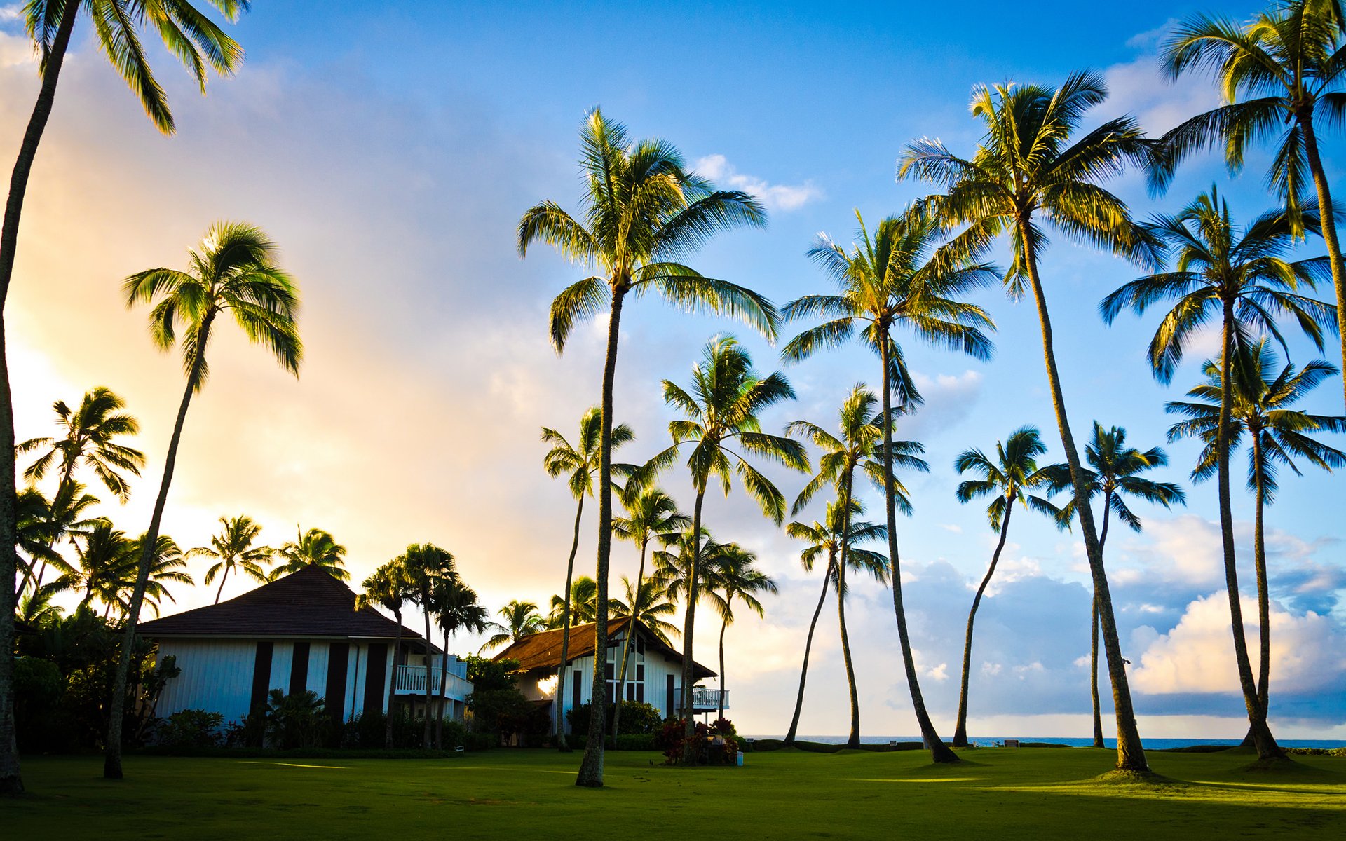 hawaje kauai ocean spokojny palm drzewo lato