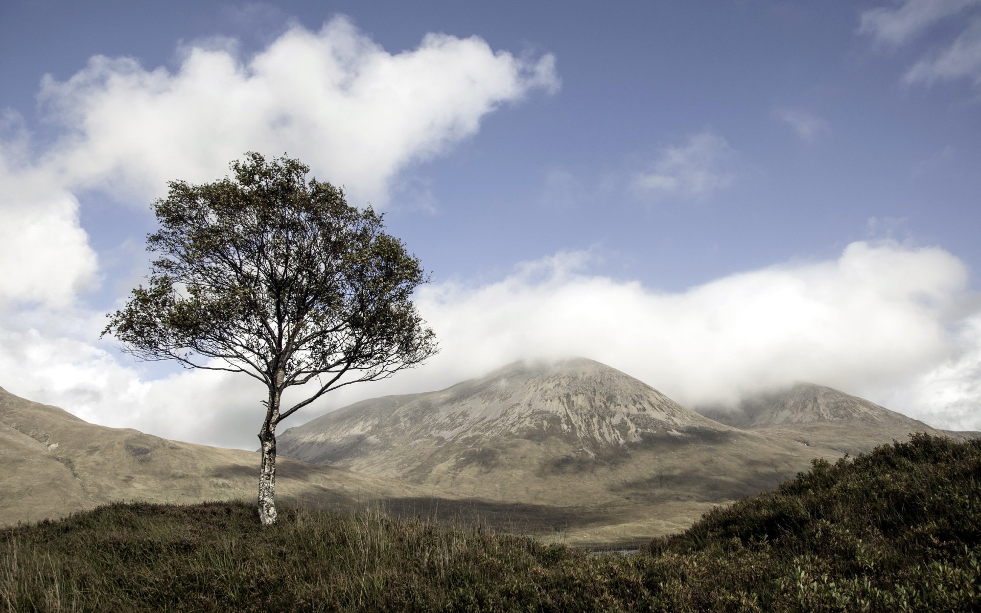 arbre montagnes paysage