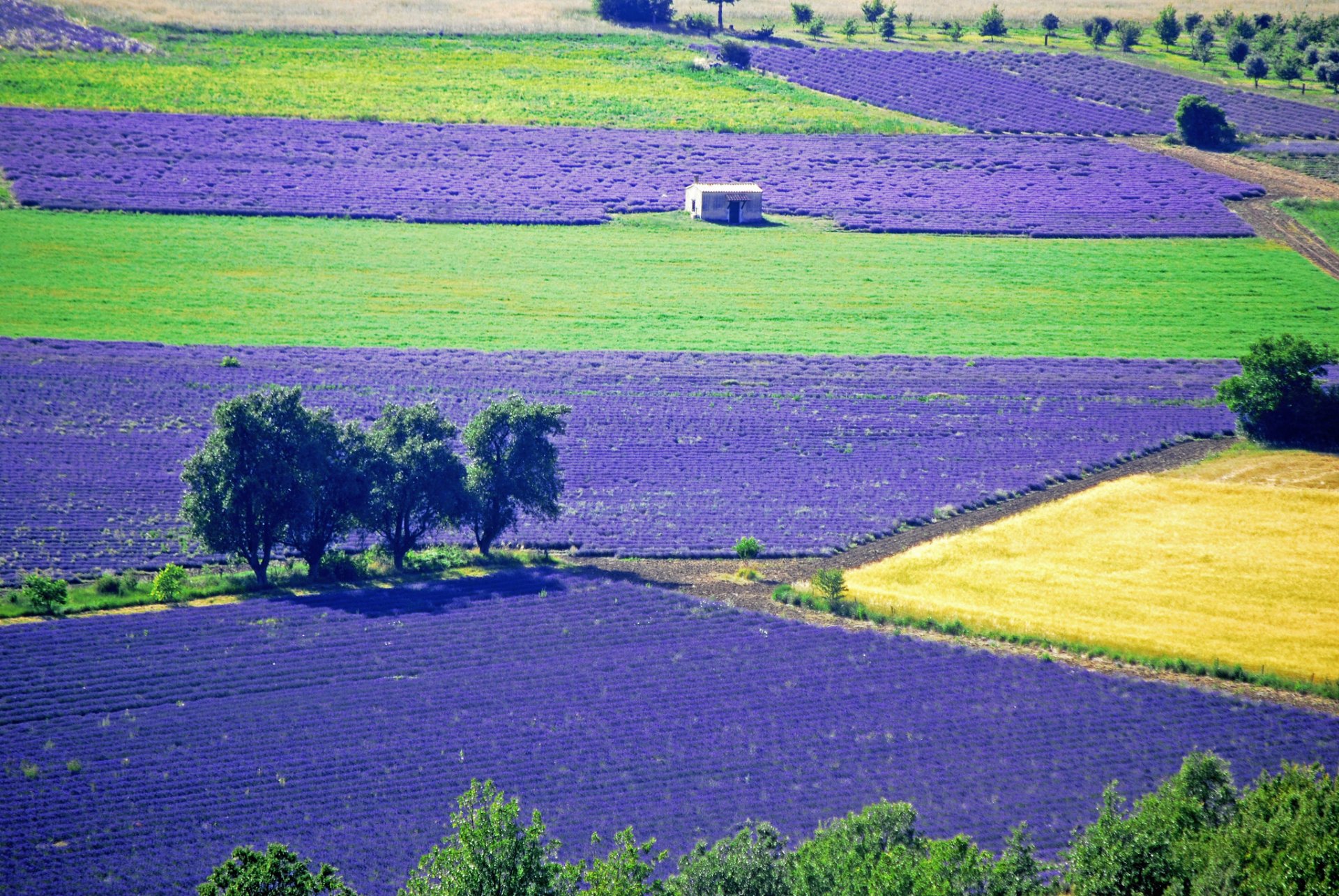 campo plantación flores lavanda árboles