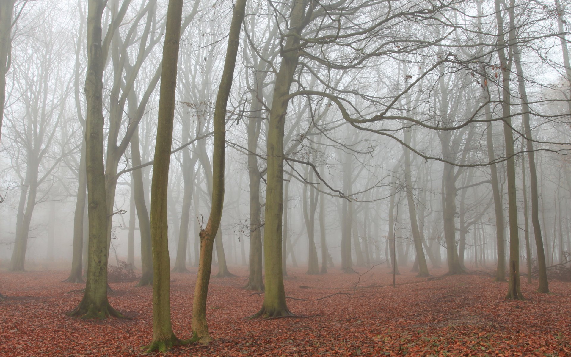 wald herbst landschaft