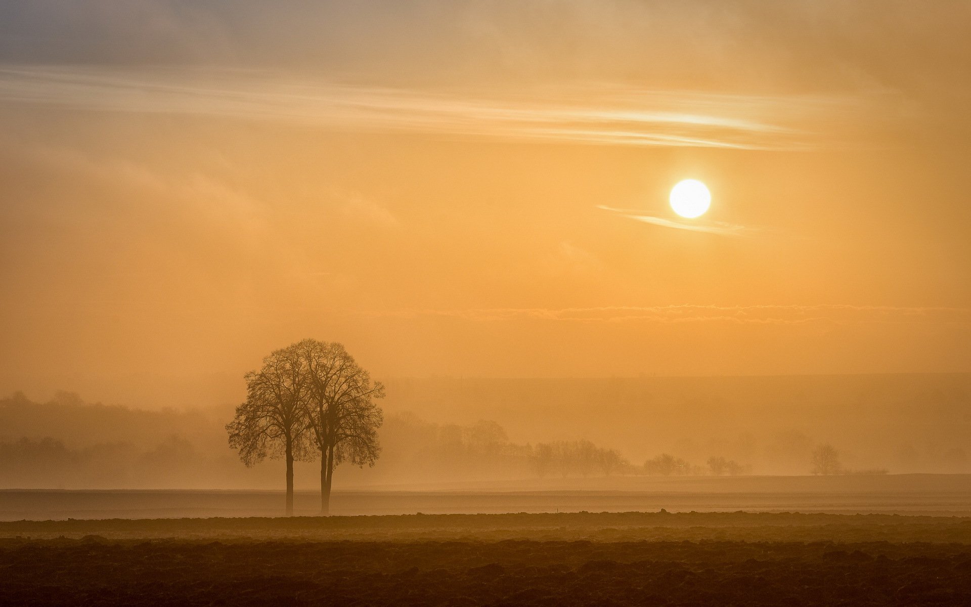 эльзас arbre région alsace франция