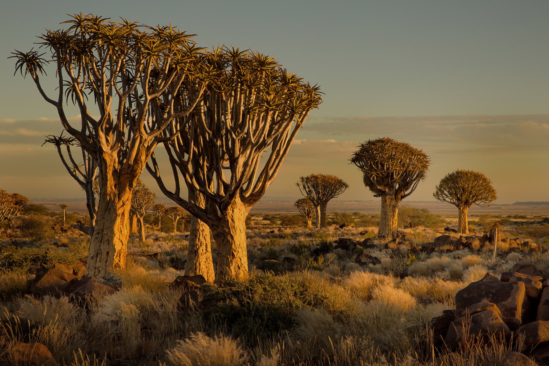 namibie afrique coucher de soleil arbres pierres herbe