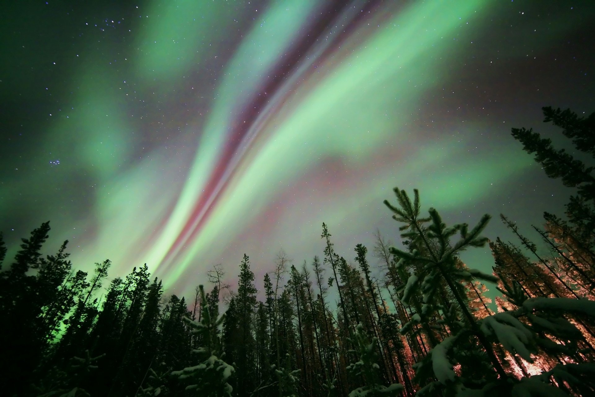 resplandor aurora boreal noche naturaleza bosque árboles estrellas