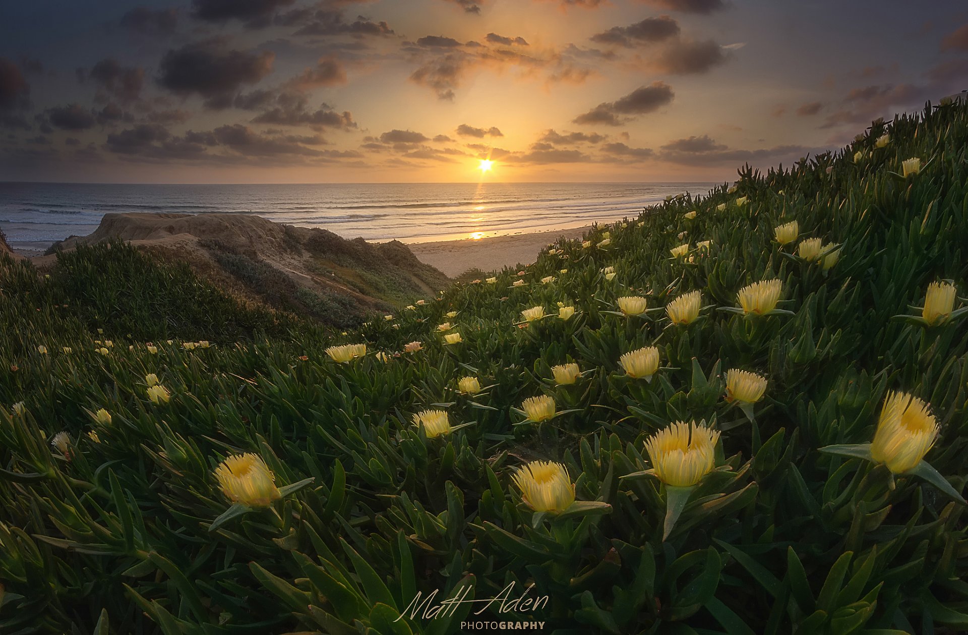 usa staat kalifornien san diego pazifischer ozean strand blumen frühling