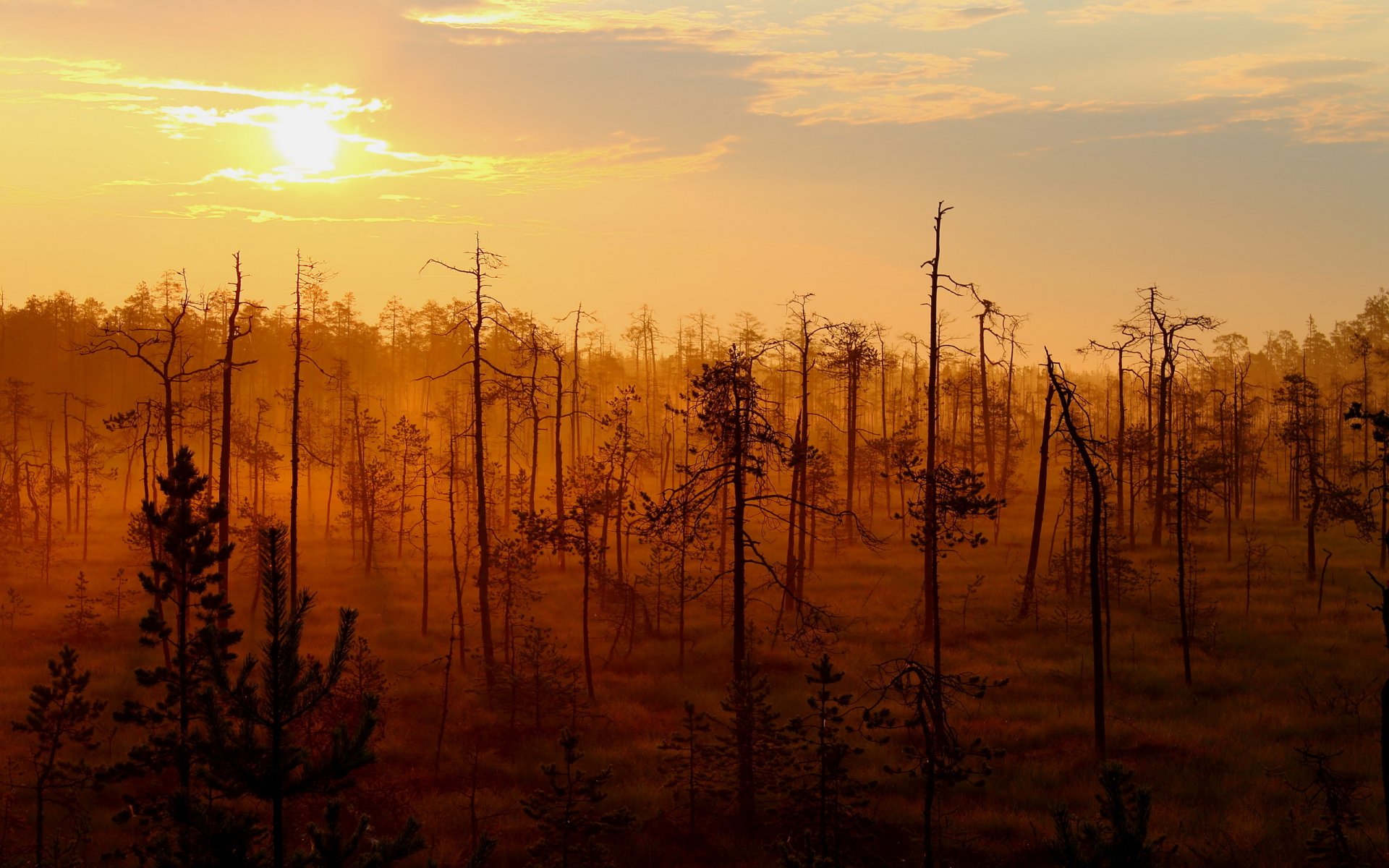 coucher de soleil forêt paysage